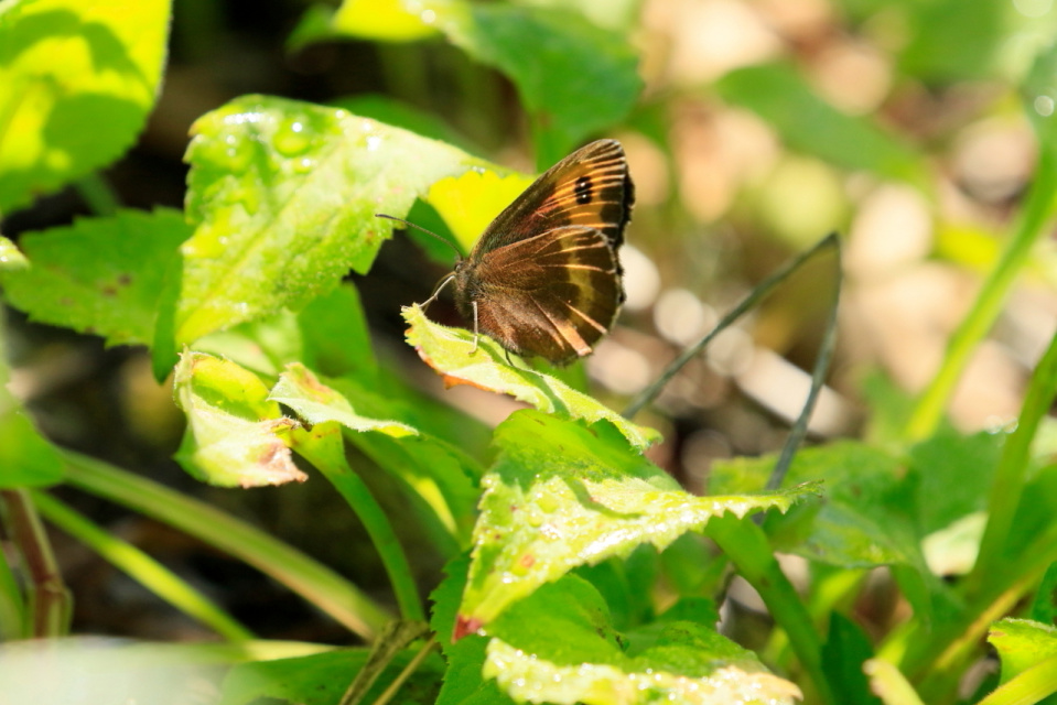 Shin Arai Photo Gallery