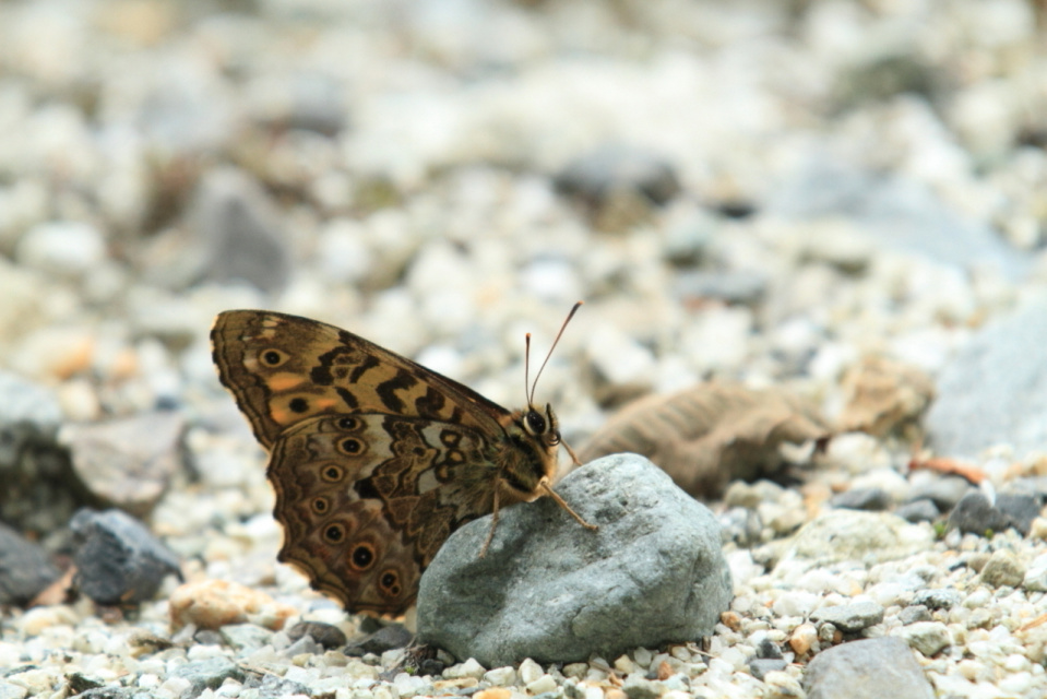 Shin Arai Photo Gallery