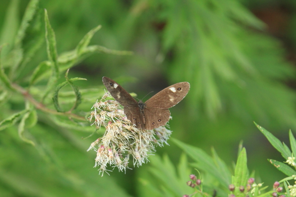 Shin Arai Photo Gallery